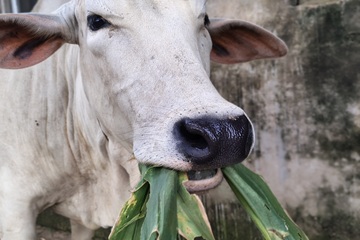 Gou Seva